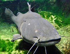 ジャウー(足立区生物園)