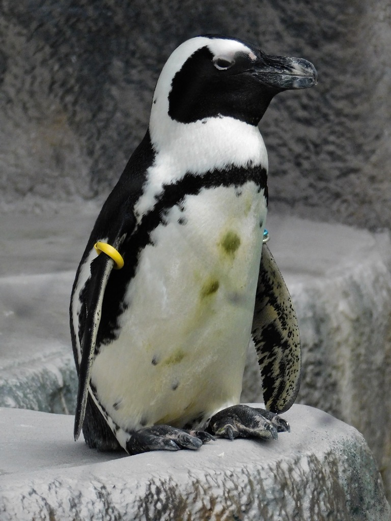 ケープペンギン(上野動物園)