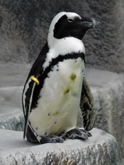 ケープペンギン(上野動物園)
