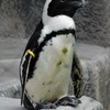 ケープペンギン(上野動物園)