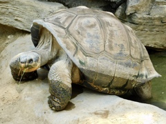 ガラパゴスゾウガメ(上野動物園)