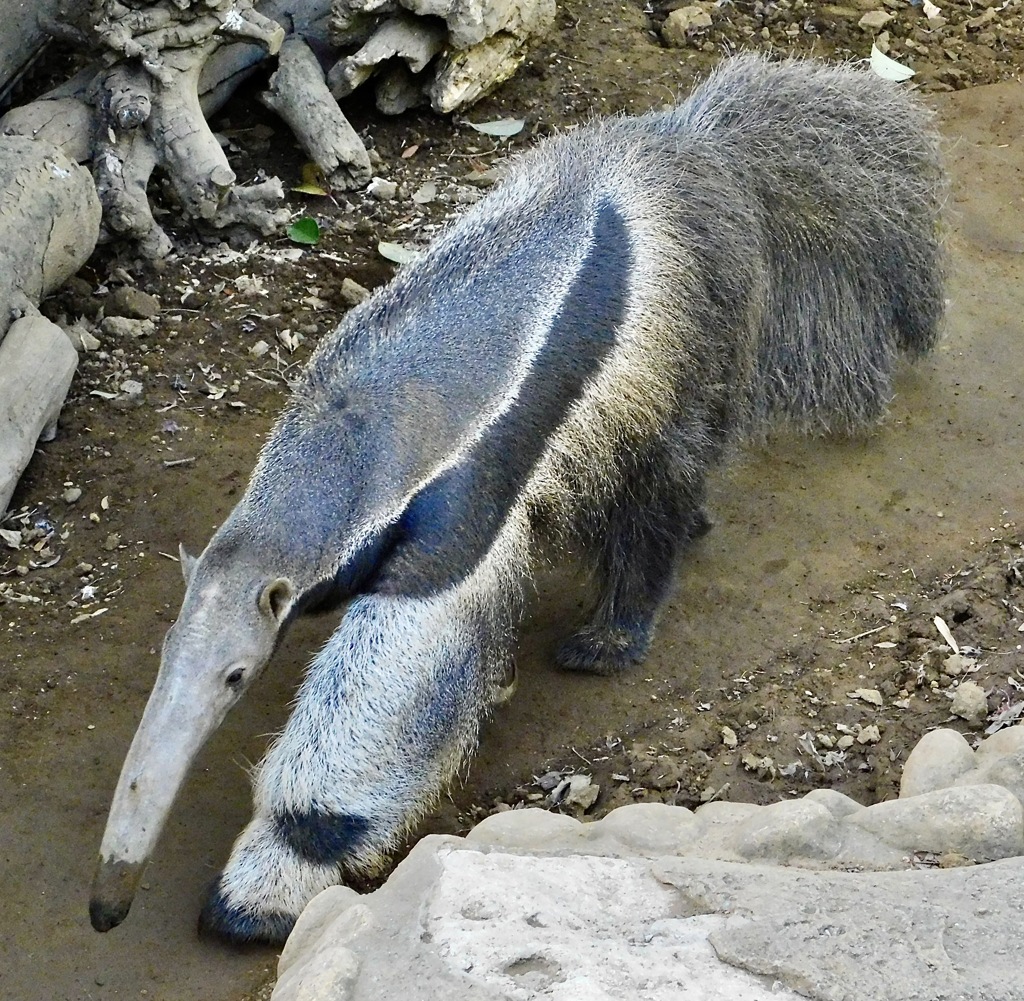 オオアリクイ(江戸川区自然動物園)