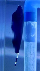 ブラックゴースト(カワスイ　川崎水族館)