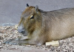 カピバラ(カワスイ　川崎水族館)