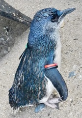 フェアリーペンギン(葛西臨海水族園)