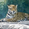 ジャガー(天王寺動物園)