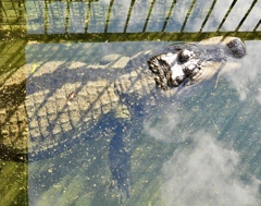 アメリカアリゲーター(熱川バナナワニ園)