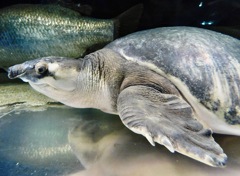 スッポンモドキ(カワスイ　川崎水族館)