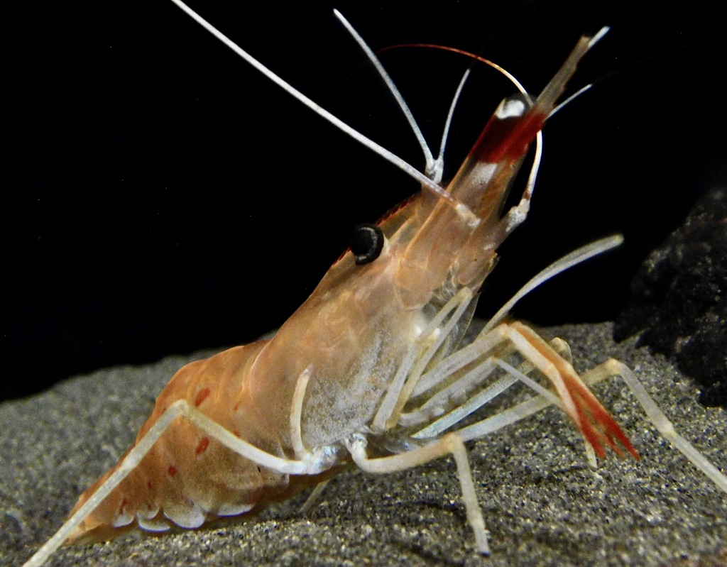 ボタンエビ(しながわ水族館)