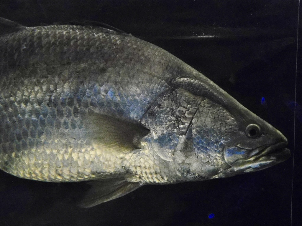 バラマンディ(カワスイ　川崎水族館)
