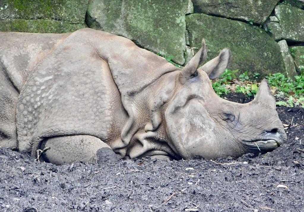 寝ているインドサイ(金沢動物園)
