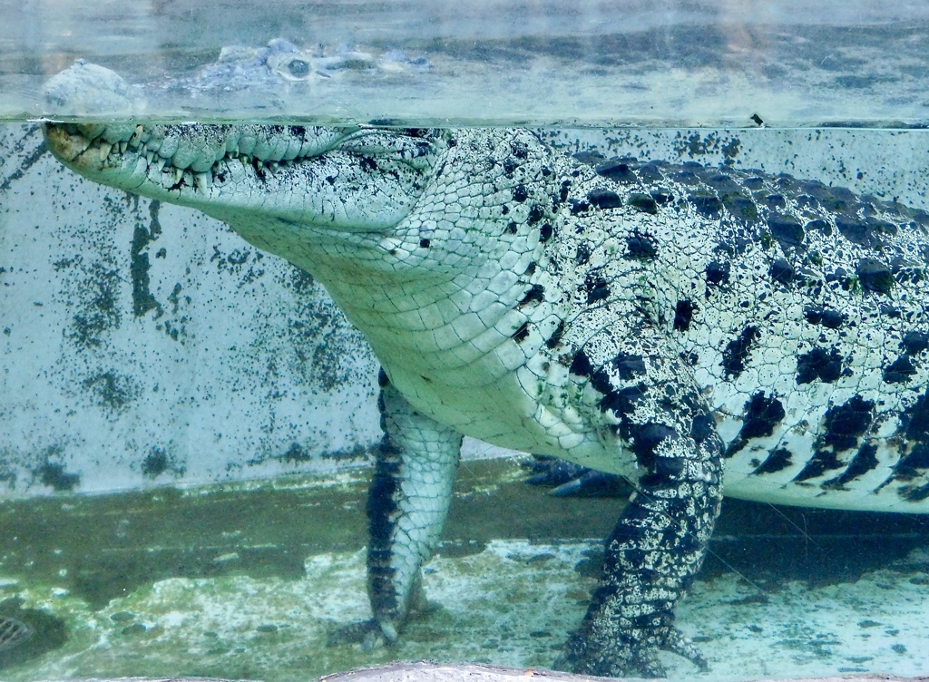 ニューギニアワニ(熱川バナナワニ園)