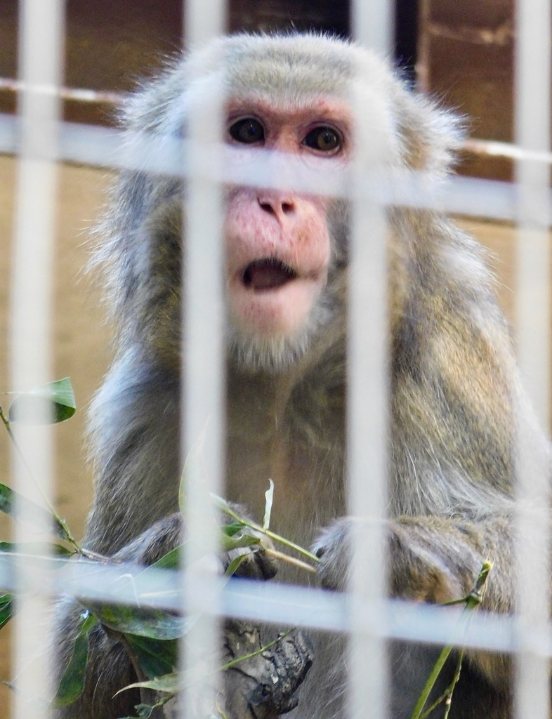 亜種間雑種のニホンザル(上野動物園)