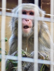 亜種間雑種のニホンザル(上野動物園)
