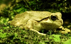 ニホンアマガエル(井の頭自然文化園)