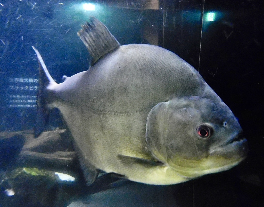 ブラックピラニア(カワスイ　川崎水族館)
