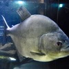 ブラックピラニア(カワスイ　川崎水族館)