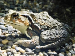 アズマヒキガエル(井の頭自然文化園)