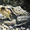 アズマヒキガエル(井の頭自然文化園)