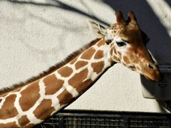 キリン(野毛山動物園)