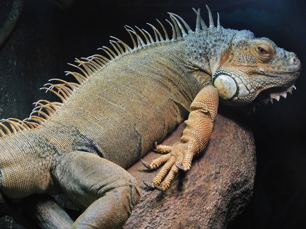 グリーンイグアナ(天王寺動物園)