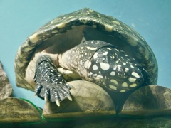 ハミルトンガメ(天王寺動物園)