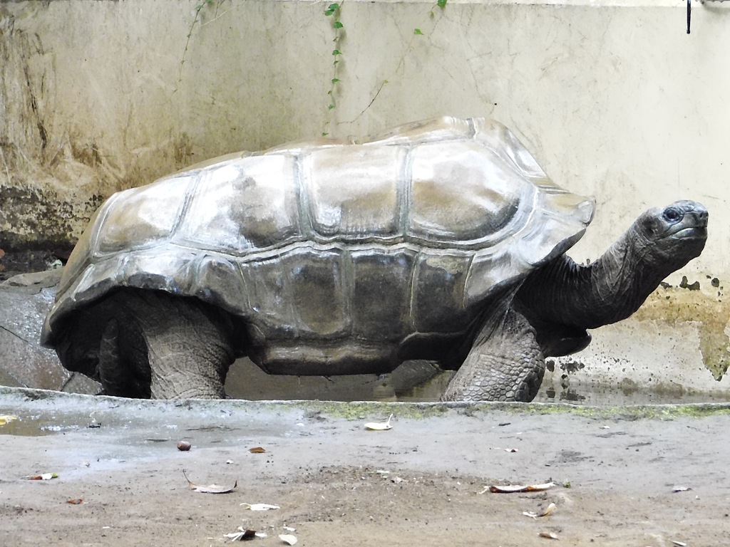 アルダブラゾウガメ(夢見ヶ崎動物公園)