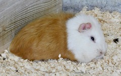 モルモット(井の頭自然文化園)