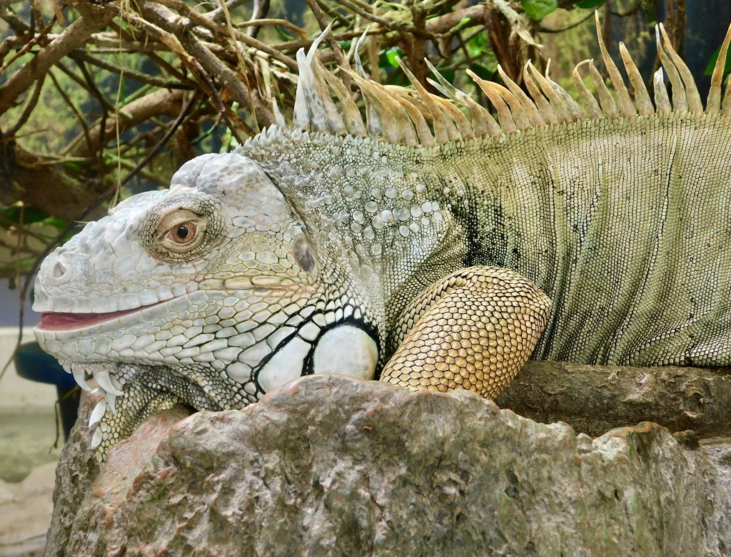 グリーンイグアナ(野毛山動物園)