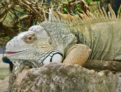 グリーンイグアナ(野毛山動物園)