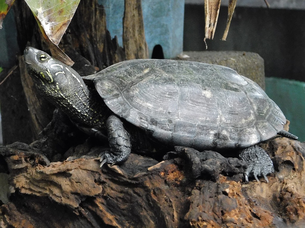 クサガメ(夢見ヶ崎動物公園)