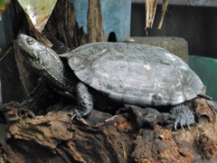クサガメ(夢見ヶ崎動物公園)