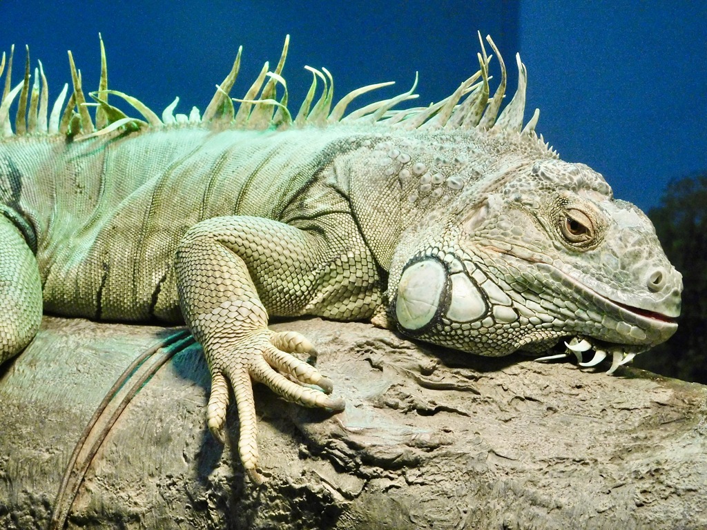 グリーンイグアナ(野毛山動物園)