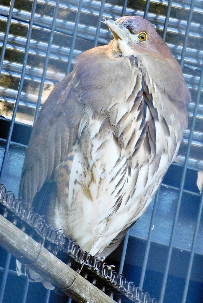 ミゾゴイ(野毛山動物園)