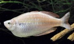 メラノタエニア・パルバ(カワスイ　川崎水族館)