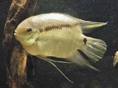 フェスティバム(カワスイ　川崎水族館)