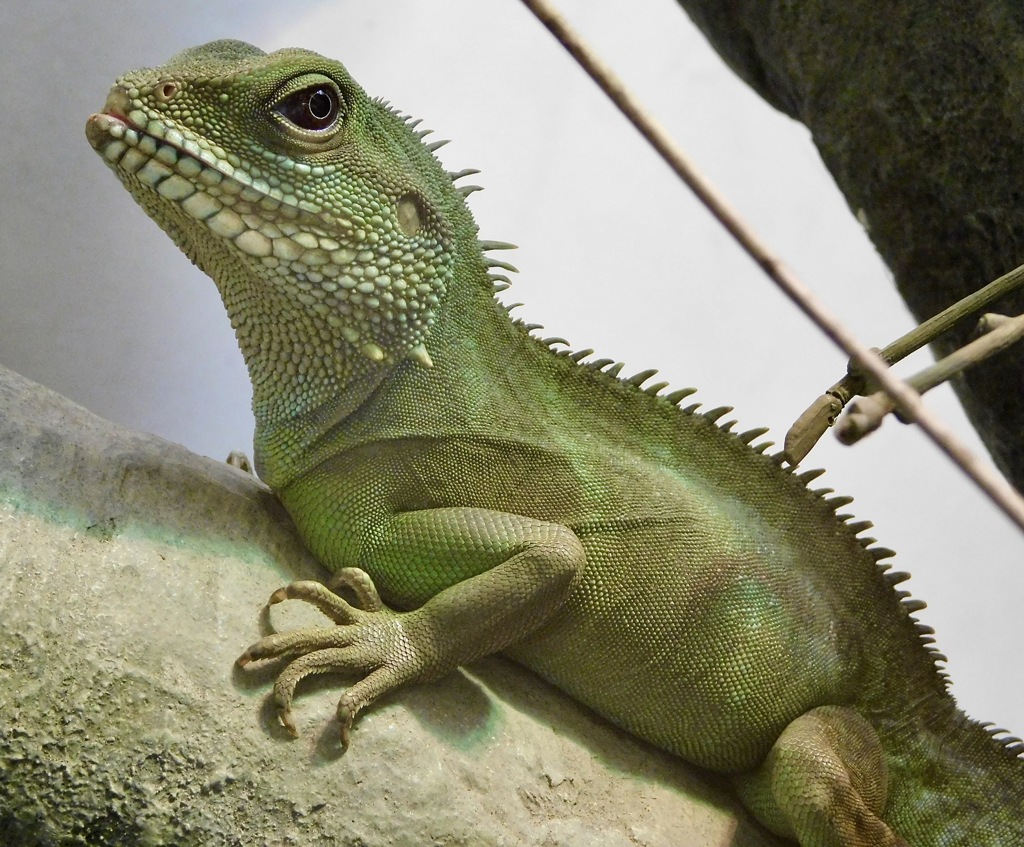 インドシナウォータードラゴン(野毛山動物園)