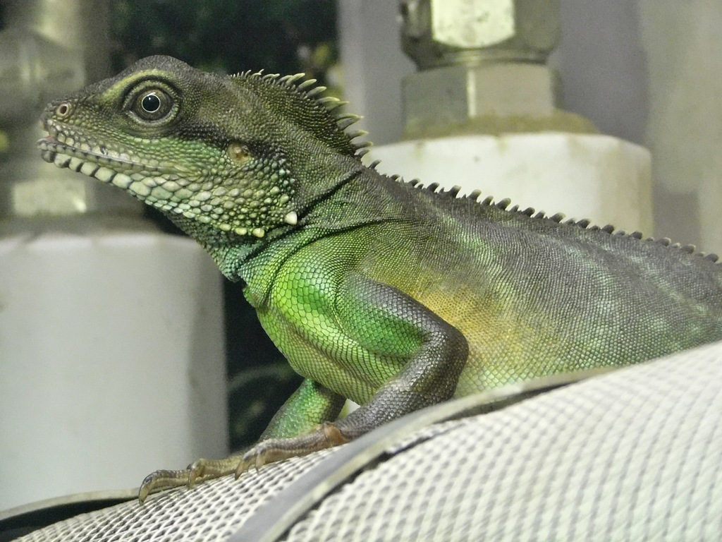 インドシナウォータードラゴン(野毛山動物園)