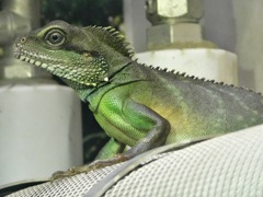 インドシナウォータードラゴン(野毛山動物園)