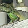 インドシナウォータードラゴン(野毛山動物園)