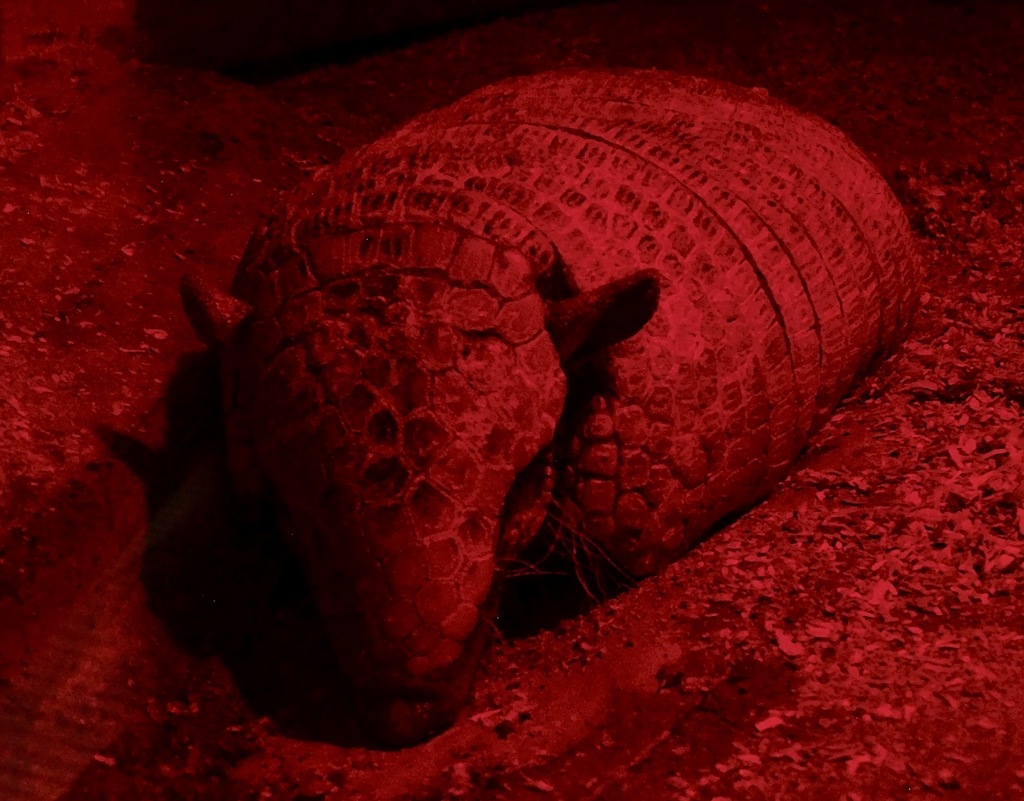 ムツオビアルマジロ(上野動物園)