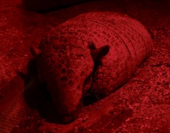 ムツオビアルマジロ(上野動物園)