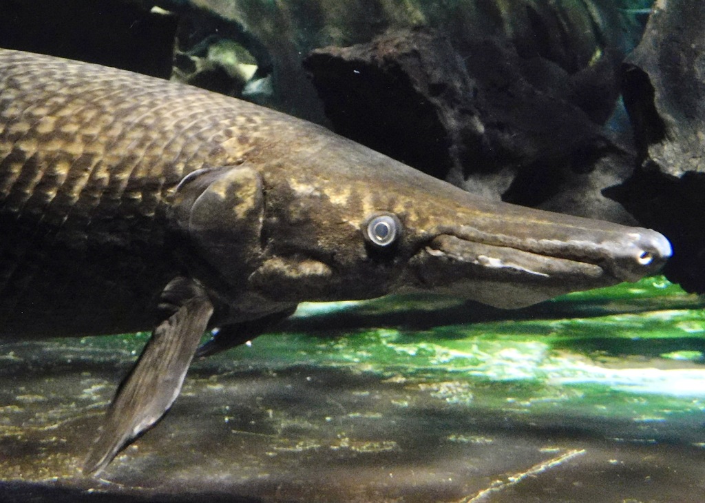 アリゲーターガー(しながわ水族館)