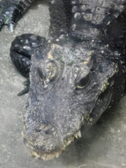 ニシアフリカコビトワニ(熱川バナナワニ園)