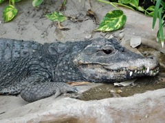 ニシアフリカコガタワニ(上野動物園)