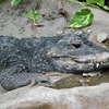 ニシアフリカコガタワニ(上野動物園)