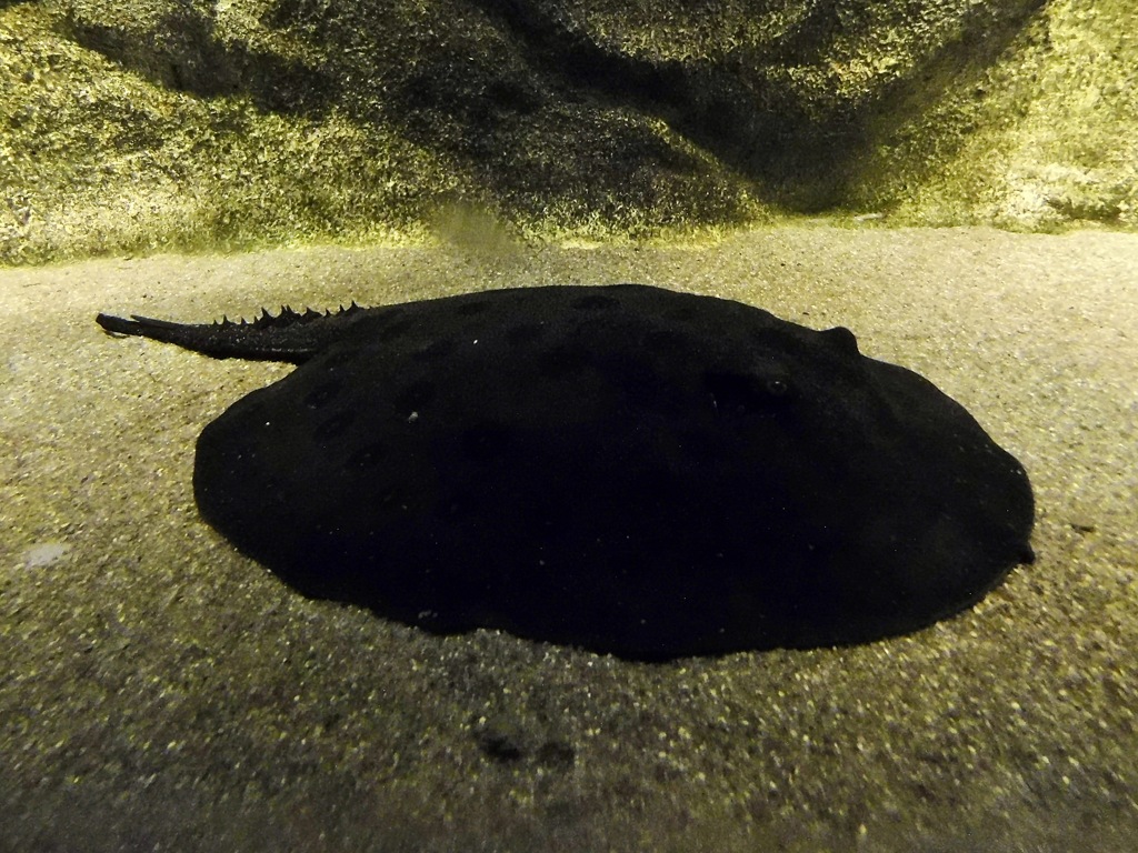 ポタモトリゴン・モトロ(カワスイ　川崎水族館)