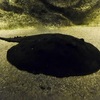 ポタモトリゴン・モトロ(カワスイ　川崎水族館)