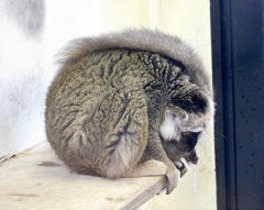 ブラウンキツネザル(夢見ヶ崎動物公園)