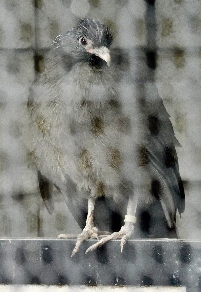 アカオヒメシャクケイ(夢見ヶ崎動物公園)